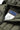 #color_dark-olive-26109
